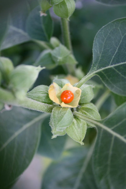 Unlock the Power of Ashwagandha: Benefits of Ashwagandha Powder and Root Extract