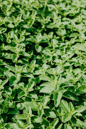 The Power of Oregano: Discover the Benefits of Oil of Oregano Softgels